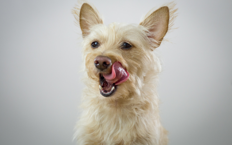 犬が飼い主を舐めることを続けてしまう原因