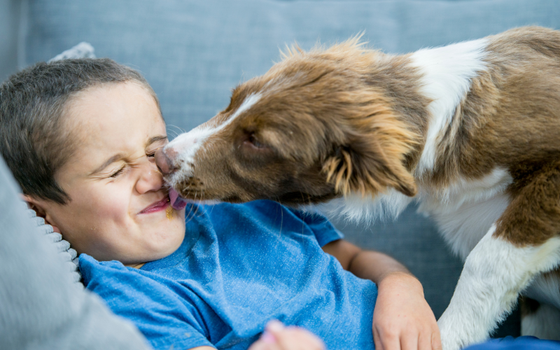 犬が飼い主の顔を舐める理由