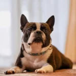 このこのおやつじゅれ評判