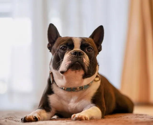 このこのおやつじゅれ評判