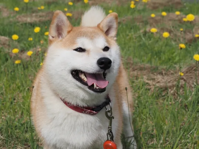 このこのおやつじゅれの良い口コミ・評判