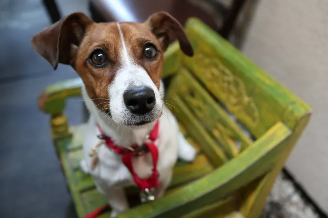 このこのおやつじゅれの悪い口コミ・評判