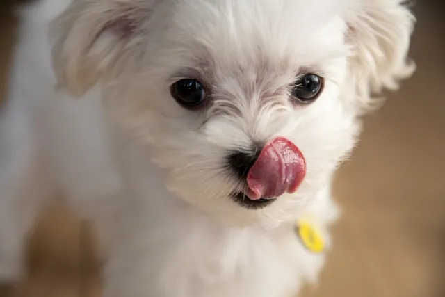 このこのおやつじゅれの特徴