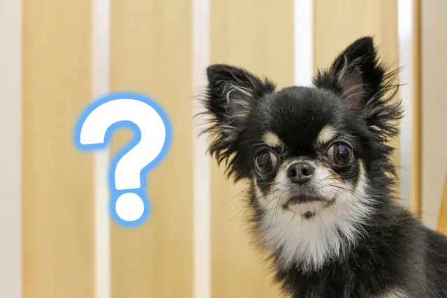 このこのじゅれに関する疑問に回答