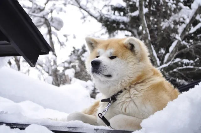 秋田犬