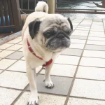 老犬ドッグフード