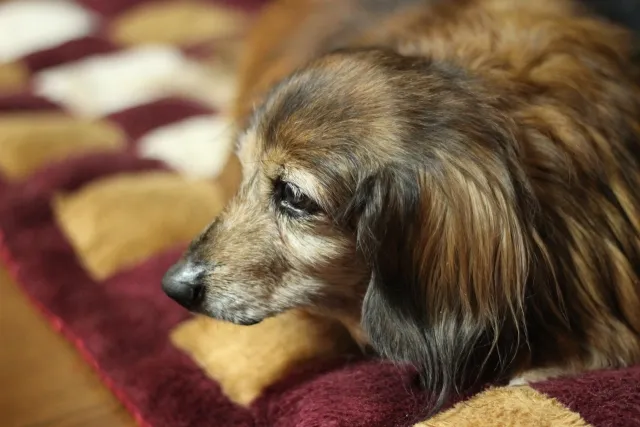 老犬がドッグフードを食べないときの対処法