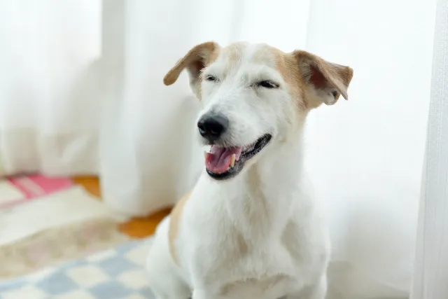 愛犬にあったドッグフードを探そう