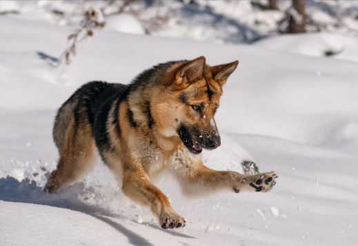 凶暴な犬の特徴