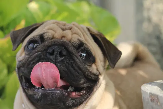 評判を踏まえてモグワンがおすすめの犬の特徴