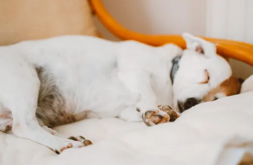 犬が横を向いて寝てるときの気持ち