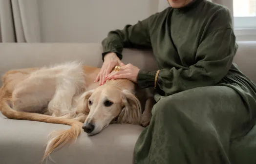 愛犬が背中にくっついて寝るときの気持ち