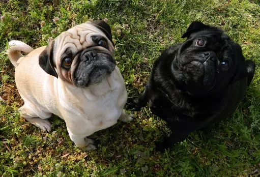 吠えない犬に育てるコツ