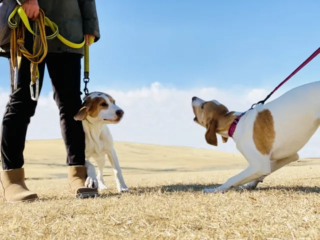 吠えない犬の特徴は？