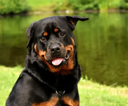 温厚な犬の特徴を知ることが大切