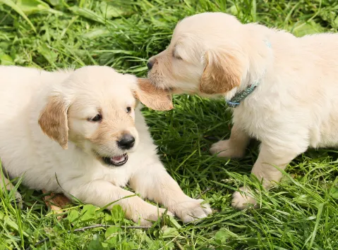 温厚な犬にはどのような特徴がある？