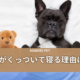 犬が飼い主にくっついて寝る理由は？犬の気持ちと注意点も解説！