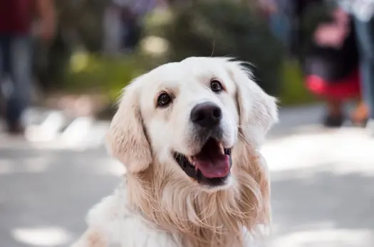 狂犬病ワクチンは特別な理由がない限り打つのが賢明！