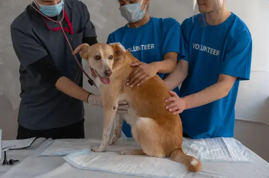 狂犬病ワクチンを打たなくてもよい犬はいる！免除条件は？