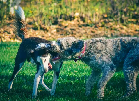 狂犬病ワクチンを打ってないのがバレる理由は？