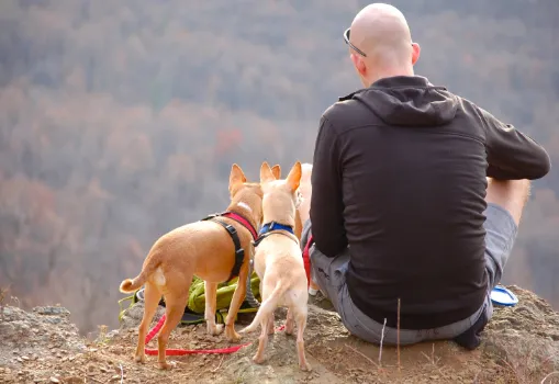 なぜ犬が吠えているかを適切に見極める方法