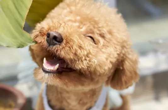 犬に吠えられる人の特徴を知ろう