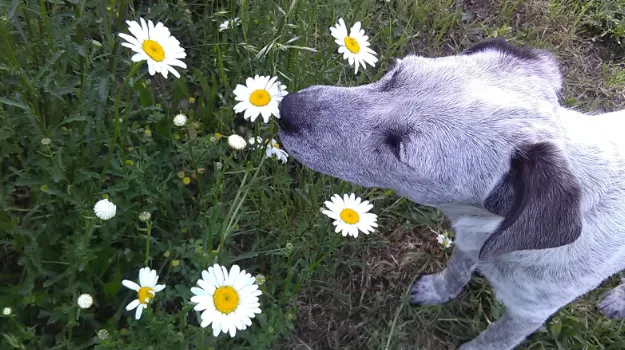 犬が草をむしゃむしゃ食べる5つの理由