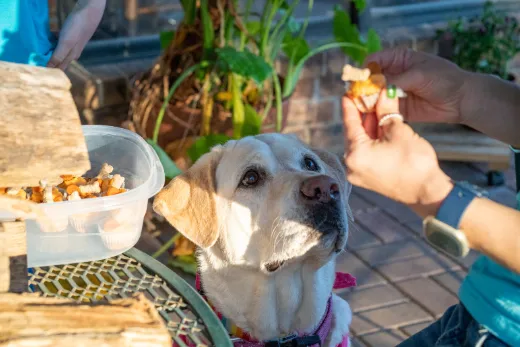 犬が草を食べないようにする方法