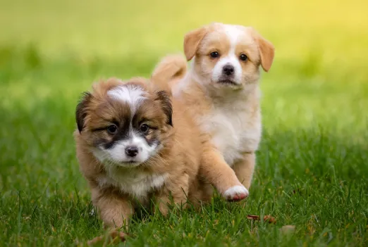 犬が草を食べる理由を理解しよう