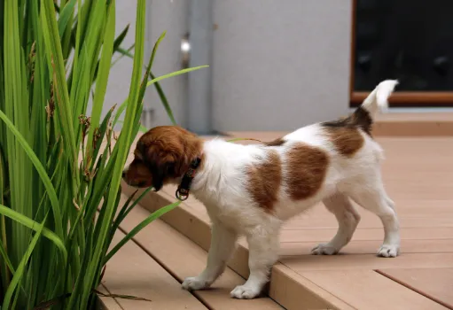 日本で「コーイケルホンディエ」を飼える？