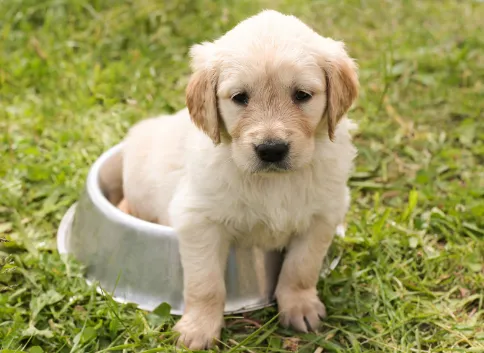 子犬の食糞はいつまで続く？