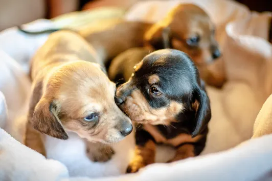 そもそも食糞する子犬としない子犬がいる！