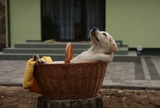 子犬が食糞してしまう理由