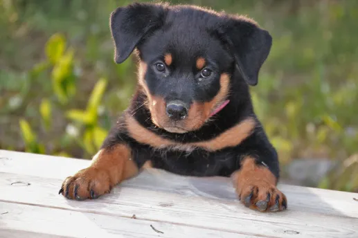 【調査】成犬になっても食糞する犬はいるの？