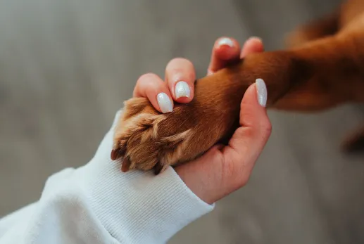 子犬の食糞が治らないときは獣医やトレーナーに相談しよう