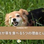 子犬の食糞はいつまで続くの？