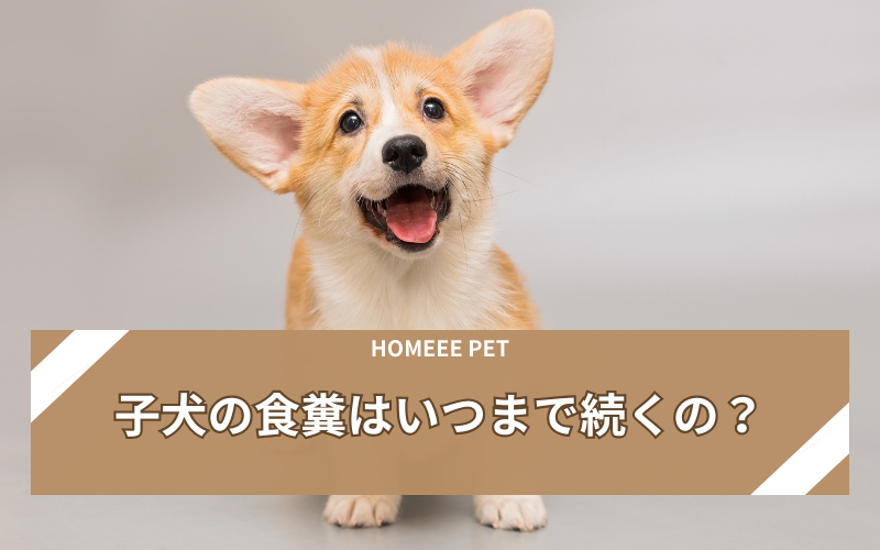 犬　食糞　いつまで