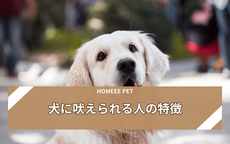 犬に吠えられる人