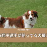 大谷選手　犬