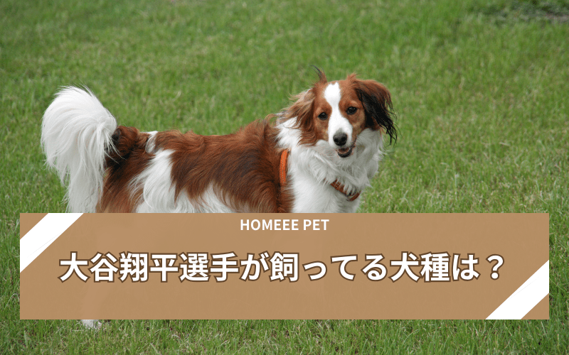 大谷選手　犬