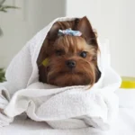 【犬種・年齢別】犬のベストなシャンプー頻度は？