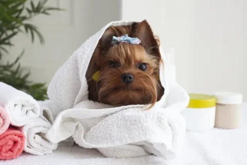 【犬種・年齢別】犬のベストなシャンプー頻度は？