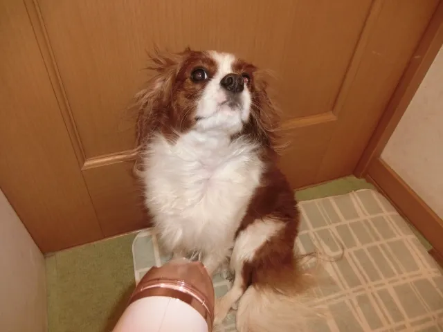 自分でシャンプーするときに注意すること