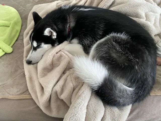 大型犬のいる犬カフェを楽しむポイント