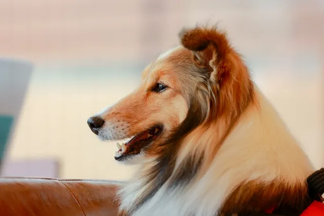 【まとめ】大型犬のいる犬カフェで癒しの時間を楽しもう