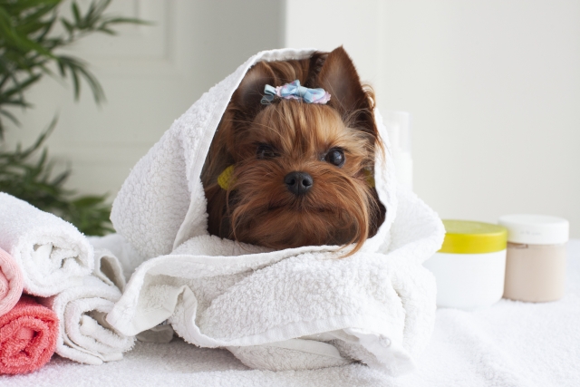 犬の心臓病とは?