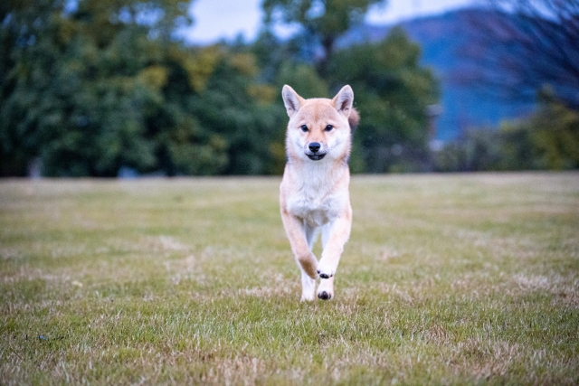 心臓病の犬におすすめのドッグフードまとめ
