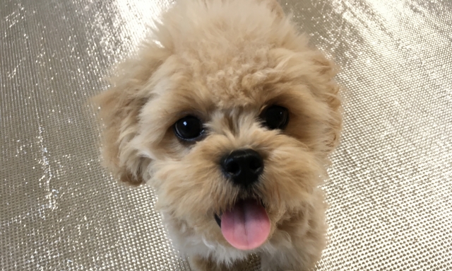 犬カフェを楽しむコツはある?
